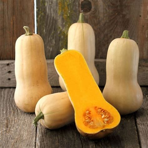 Free butternut (7) Porn Videos